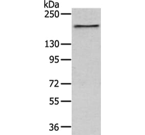 USP47 Antibody from Signalway Antibody (43345) - Antibodies.com