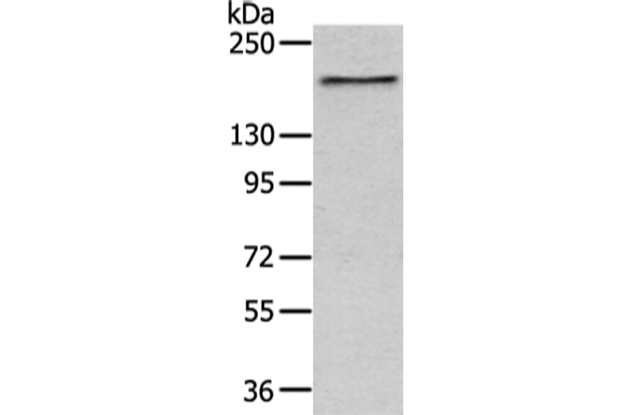 USP47 Antibody from Signalway Antibody (43345) - Antibodies.com