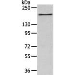 USP47 Antibody from Signalway Antibody (43345) - Antibodies.com