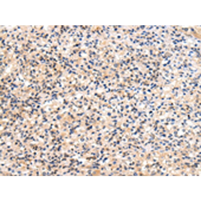 Immunohistochemistry - USP47 Antibody from Signalway Antibody (43345) - Antibodies.com