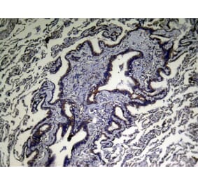 Immunohistochemistry - VPS53 Antibody from Signalway Antibody (43347) - Antibodies.com