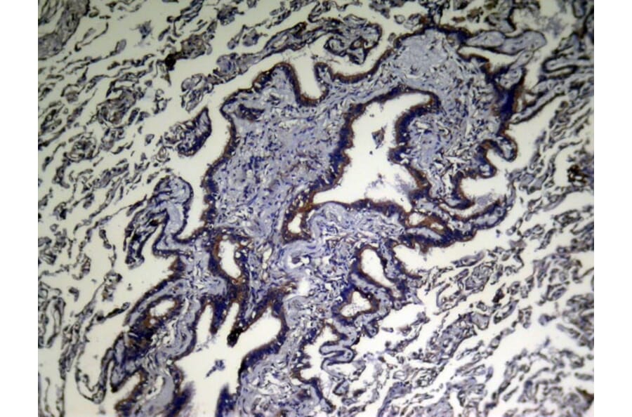 Immunohistochemistry - VPS53 Antibody from Signalway Antibody (43347) - Antibodies.com