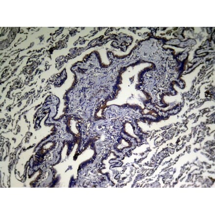 Immunohistochemistry - VPS53 Antibody from Signalway Antibody (43347) - Antibodies.com