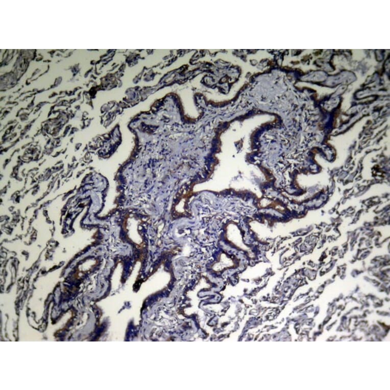 Immunohistochemistry - VPS53 Antibody from Signalway Antibody (43347) - Antibodies.com