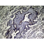 Immunohistochemistry - VPS53 Antibody from Signalway Antibody (43347) - Antibodies.com