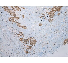 Immunohistochemistry - CCBL1 Antibody from Signalway Antibody (43357) - Antibodies.com