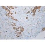 Immunohistochemistry - CCBL1 Antibody from Signalway Antibody (43357) - Antibodies.com