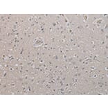 Immunohistochemistry - DAND5 Antibody from Signalway Antibody (43367) - Antibodies.com