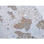 Immunohistochemistry - RSPH1 Antibody from Signalway Antibody (43368) - Antibodies.com