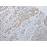 Immunohistochemistry - RSPH1 Antibody from Signalway Antibody (43368) - Antibodies.com