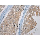Immunohistochemistry - NUDT6 Antibody from Signalway Antibody (43373) - Antibodies.com