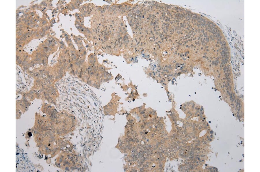 Immunohistochemistry - NUDT6 Antibody from Signalway Antibody (43373) - Antibodies.com