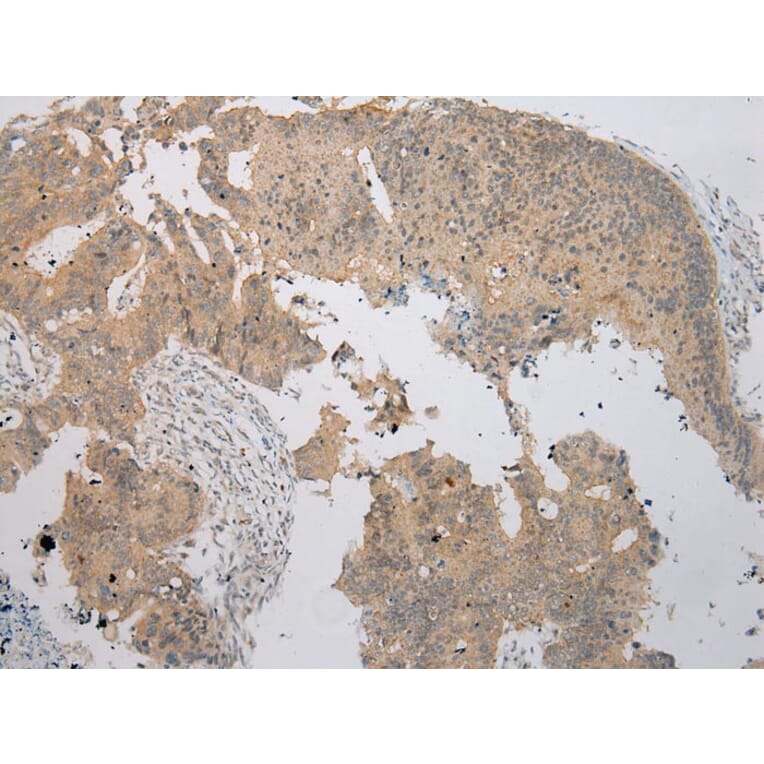 Immunohistochemistry - NUDT6 Antibody from Signalway Antibody (43373) - Antibodies.com