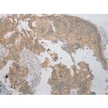 Immunohistochemistry - NUDT6 Antibody from Signalway Antibody (43373) - Antibodies.com