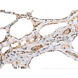 Immunohistochemistry - TNNC1 Antibody from Signalway Antibody (43381) - Antibodies.com