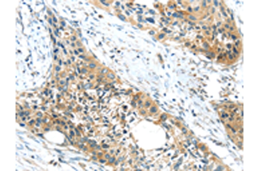 Immunohistochemistry - GPR15 Antibody from Signalway Antibody (43419) - Antibodies.com