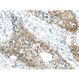Immunohistochemistry - GPR15 Antibody from Signalway Antibody (43419) - Antibodies.com