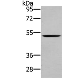 WASF2 Antibody from Signalway Antibody (43432) - Antibodies.com