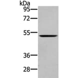 WASF2 Antibody from Signalway Antibody (43432) - Antibodies.com