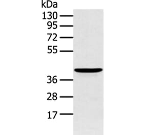 ADRB2 Antibody from Signalway Antibody (43453) - Antibodies.com