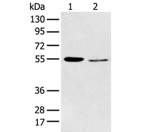 HTR2A Antibody from Signalway Antibody (43462) - Antibodies.com