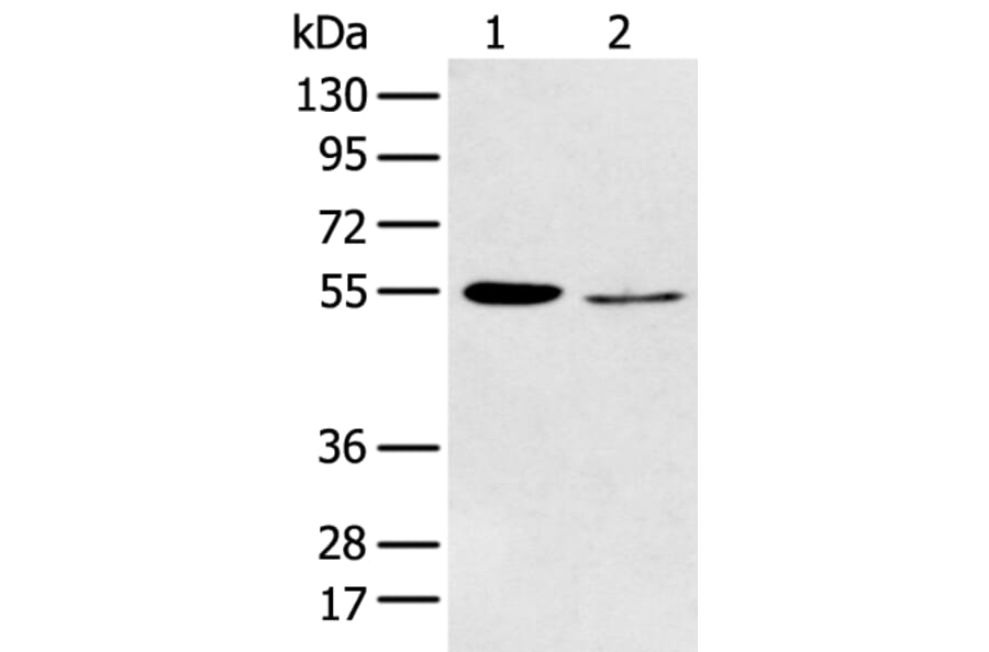 HTR2A Antibody from Signalway Antibody (43462) - Antibodies.com