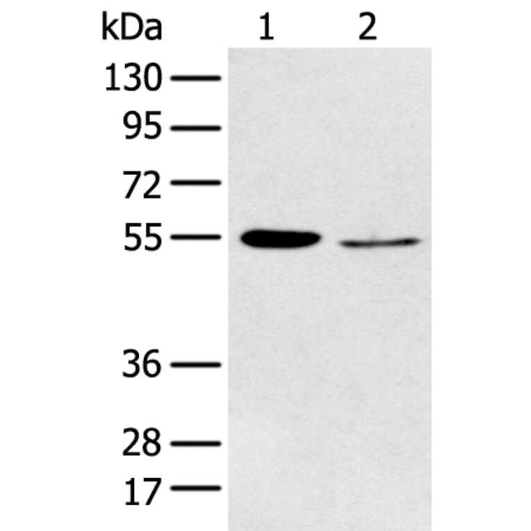 HTR2A Antibody from Signalway Antibody (43462) - Antibodies.com
