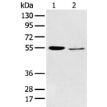 HTR2A Antibody from Signalway Antibody (43462) - Antibodies.com