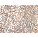 Immunohistochemistry - HTR2A Antibody from Signalway Antibody (43462) - Antibodies.com