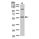 alpha 2 Glycine Receptor antibody from Signalway Antibody (23003) - Antibodies.com