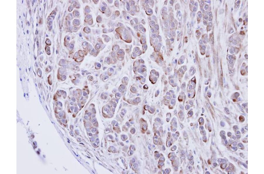Immunohistochemistry - alpha 2 Glycine Receptor antibody from Signalway Antibody (23003) - Antibodies.com