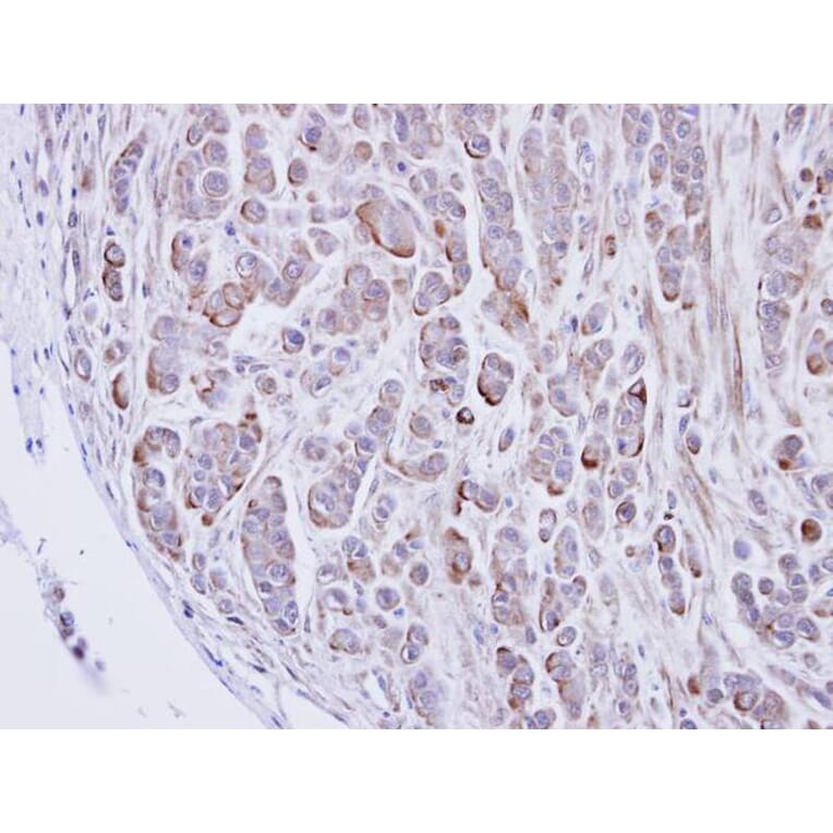 Immunohistochemistry - alpha 2 Glycine Receptor antibody from Signalway Antibody (23003) - Antibodies.com