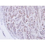 Immunohistochemistry - alpha 2 Glycine Receptor antibody from Signalway Antibody (23003) - Antibodies.com