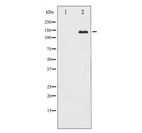 Western blot - Calcium Sensing Receptor Antibody from Signalway Antibody (29236) - Antibodies.com