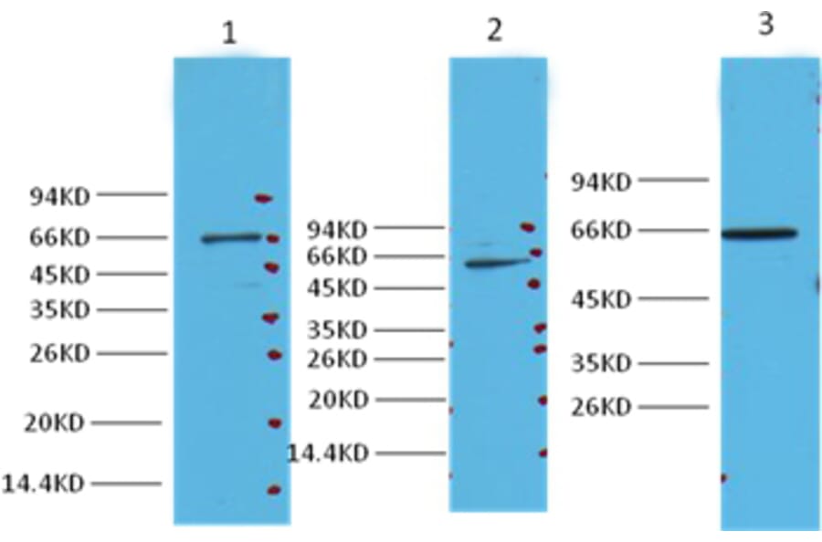 Western blot - NFκB p65 Mouse Monoclonal Antibody from Signalway Antibody (38008) - Antibodies.com