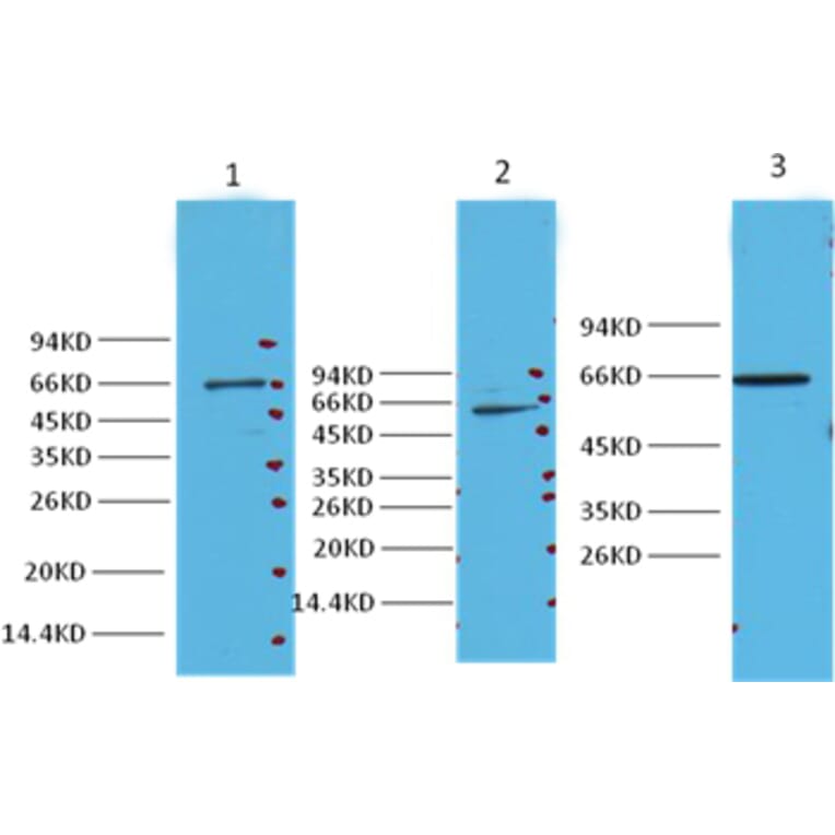 Western blot - NFκB p65 Mouse Monoclonal Antibody from Signalway Antibody (38008) - Antibodies.com