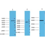Western blot - NFκB p65 Mouse Monoclonal Antibody from Signalway Antibody (38008) - Antibodies.com