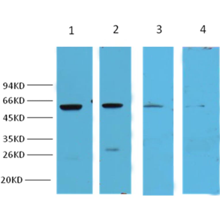 Western blot - NFκB p65 Mouse Monoclonal Antibody from Signalway Antibody (38008) - Antibodies.com