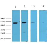 Western blot - NFκB p65 Mouse Monoclonal Antibody from Signalway Antibody (38008) - Antibodies.com