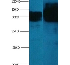 chromogranin A Monoclonal Antibody from Signalway Antibody (42019) - Antibodies.com