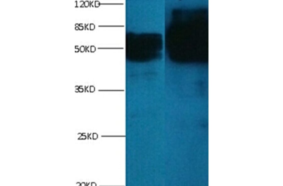 chromogranin A Monoclonal Antibody from Signalway Antibody (42019) - Antibodies.com