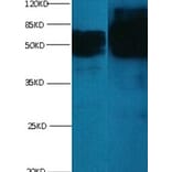 chromogranin A Monoclonal Antibody from Signalway Antibody (42019) - Antibodies.com