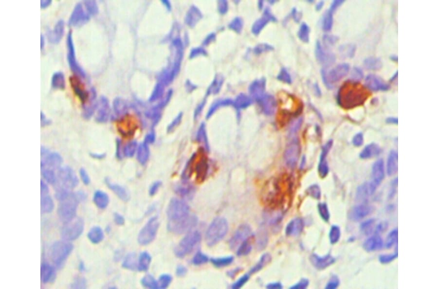 Immunohistochemistry - chromogranin A Monoclonal Antibody from Signalway Antibody (42019) - Antibodies.com