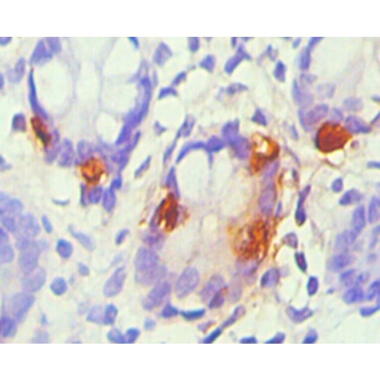 Immunohistochemistry - chromogranin A Monoclonal Antibody from Signalway Antibody (42019) - Antibodies.com