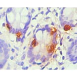 Immunohistochemistry - chromogranin A Monoclonal Antibody from Signalway Antibody (42019) - Antibodies.com