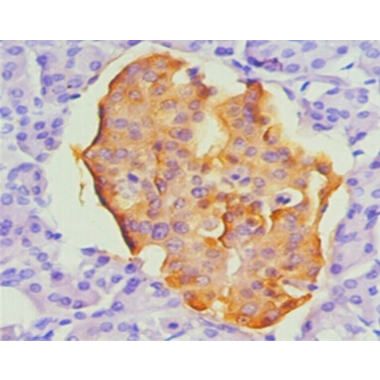 Immunohistochemistry - chromogranin A Monoclonal Antibody from Signalway Antibody (42019) - Antibodies.com