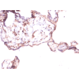 Immunohistochemistry - Angiopoietin-1 Polyclonal Antibody from Signalway Antibody (42439) - Antibodies.com