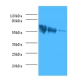 Glycoprotein G Polyclonal Antibody from Signalway Antibody (42591) - Antibodies.com