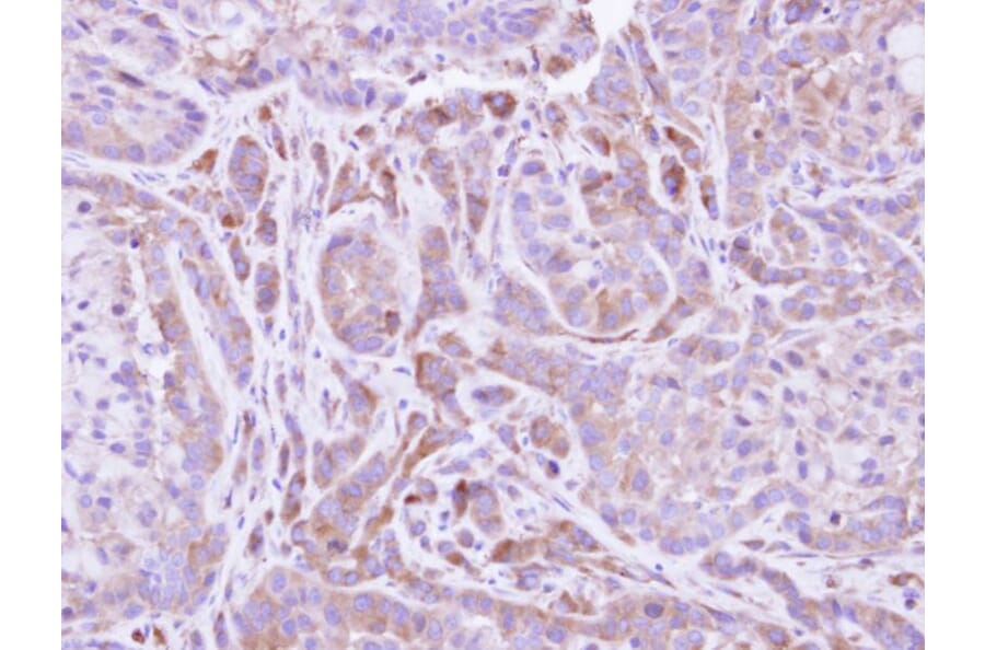 Immunohistochemistry - FMO2 antibody from Signalway Antibody (22009) - Antibodies.com