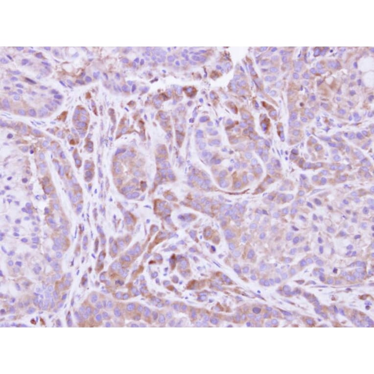 Immunohistochemistry - FMO2 antibody from Signalway Antibody (22009) - Antibodies.com